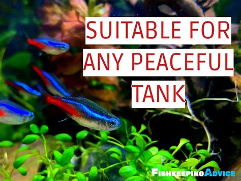 Neon Tetra Care: Tank Setup, Diet, Tank Mates, & .